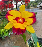 Cattley orchidea (Rlc.) Shang Ding Beauty, illatos (30 L)