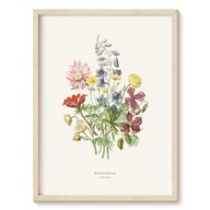 Plakat Botanical Garden - Jaskrowate - 50x70 cm