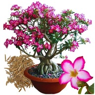 Bonsai stromček SEMENÁ sukulent RUŽE PÚŠTE adenium obesum x 5 semien