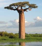 BAOBAB AFRICKý (ADANSONIA DIGITATA) PRE DOMÁCNOSTI - SEMENÁ 5 ks