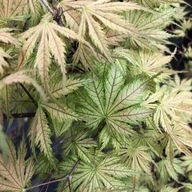 Javor dlaňolistý ARIADNA GRATKA PRE ZBERATEĽOV