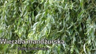 wierzba mandzurska poskręcane gałązki babilońska producent 3zł/szt