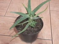 Sadzonka aloes drzewiasty leczniczy zdrowy roślina żywa Warto!