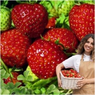 Legfinomabb Eper - NAGYON ÉDES 10db Eper palánta Ellenálló