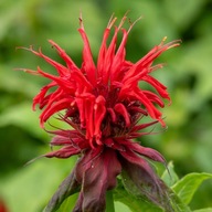 Lahodná hlavica CAMBRIDGE SCARLET Bergamot SILNE ČERVENÁ Medonosná P11