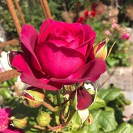 Róża wielkokwiatowa - Johann Wolfgang von Goethe PACHNĄCA DONICZKA 4 LITRY