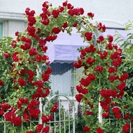 Róża Pnąca Czerwona sadzonka w balocie