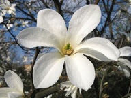 Magnolia "magnolia X soulangeana" KOBUS