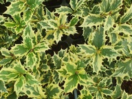 Osmantus rôznolistý Variegatus | Osmanthus heterophyllus