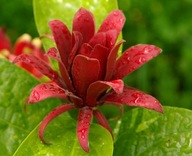 KALICHOVEC VOŇAVÝ (CALYCANTHUS FLORIDUS) 6 SEMIEN