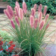 Pennisetum alopecuroides Red Head PALÁNTA P9-es cserépben