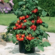 Sadzonka Pomidor Mini Czerwony Doniczkowy doniczek