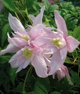 Clematis botaniczny Markham's Pink powojnik 1L