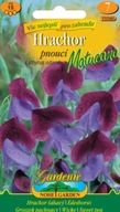 Hrachor vonný pnúci fialovo-modrý, Mutacana (semená)