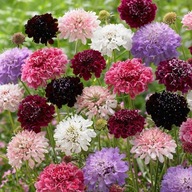 DRIAKEW VDOVA (SCABIOSA ATROPURPUREA) MIX FARIEB - SEMENÁ 0,5 GRAMU