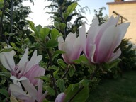 Magnolia Różowa- paszport