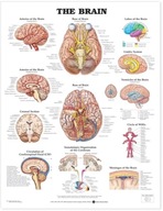 The Brain Anatomical Chart Praca zbiorowa