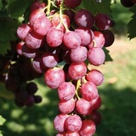 Szőlő SVENSON RED