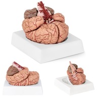Model anatomiczny ludzkiego mózgu 9 elementów 1:1