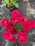 Róża pnąca - CZERWONA DROBNY KWIAT OBFICIE KWITNĄCA DONICZKA 6 LITRÓW