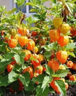 Brazil mazsola mag Toraf 0,2 g