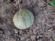 Melon Charentais - 6 sadzonek