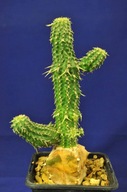 EUPHORBIA PHILLIPSOIDES vrúbľovaná - 13cm kaktus '9198