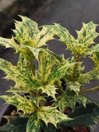 Osmanthus heterophyllus 'Goshiki' | Osmantus kolczasty