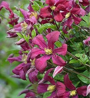 Clematis Strawberry Fields Integrifolia Group