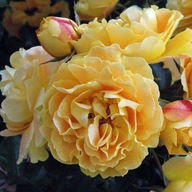 Róża Pnąca STARLET LIZZY Żółta Pomarańczowa Odporna DONICZKA C5