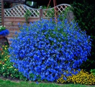 Modré Semená Lobelia Visiace 0,1 g Semená Erinus pendula Kvety