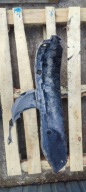 mudguard right front right front Renault Kangoo and 8200156691