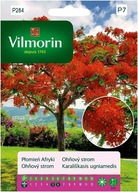 @Płomień Afryki 4g Vilmorin Premium