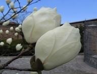 Magnolia ALBA BIAŁE TULIPANY Ładne SADZONKI