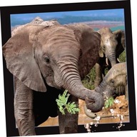 Pohľadnica 3D Slon
