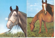 KONIE - 9 pocztówek z 1979 roku.