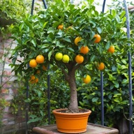 Semená Pomarančový strom pomaranč