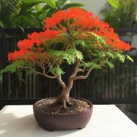 Semená bonsajového stromu Plameň Afriky - 2ks v samarku
