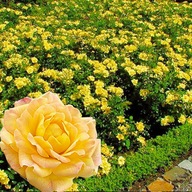 Róża okrywowa karłowa Rosa YELLOW FAIRY żółta długo kwitnąca