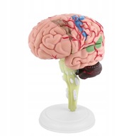 4D model ľudského mozgu ANATOMICKý