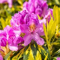 Rhododendron 'Goldflimmer' | Różanecznik