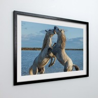 Obraz w ramie na ścianę Konie woda zabawa 70x50