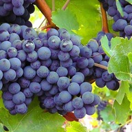 Winorośl winogrona Cascade SADZONKA
