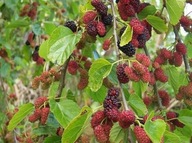 FEKETE EPERFA - MÁLNAFA - MORUS NIGRA -