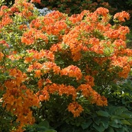 Azalka japonská ORANGE BEAUTY oranžové kvety HOJNE KVITNE SADENICE