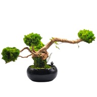 Stromček z machu chrobotek ako bonsai SPA čierny kvetináč misa BEZ ZALIEVANIA