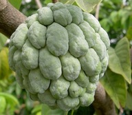 CUKORALMA/PUDING ANNONA SQUAMOSA 5 MAG