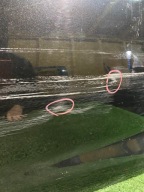 Tür hinten rechts TOYOTA COROLLA E21 HB