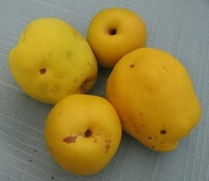 JAPÁN BIRSALMA CHAENOMELES JAPONICA 20 MAG