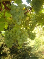 <VINÁRSTVO HROZNA Odroda: Iza Zaliwska